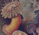 Jellyfish II Poster Jellyfish II Poster